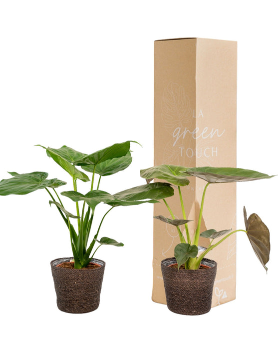 Alocasia Wentii - Sett Med 2 Planter - Gaveeske