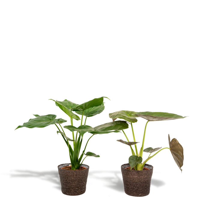 Alocasia Wentii - Sett Med 2 Planter - Gaveeske