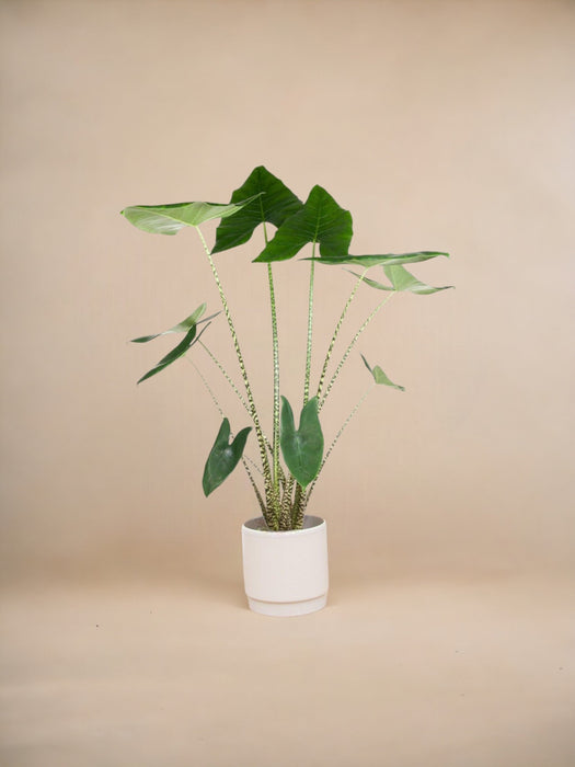 Alocasia Zebrina