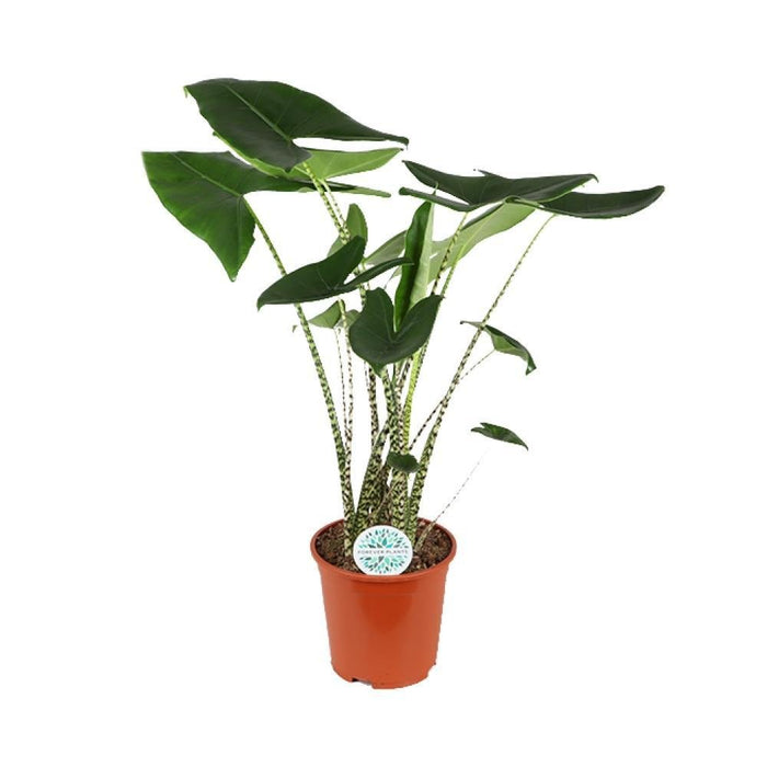 Alocasia Zebrina