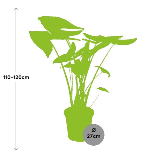 Alocasia Zebrina