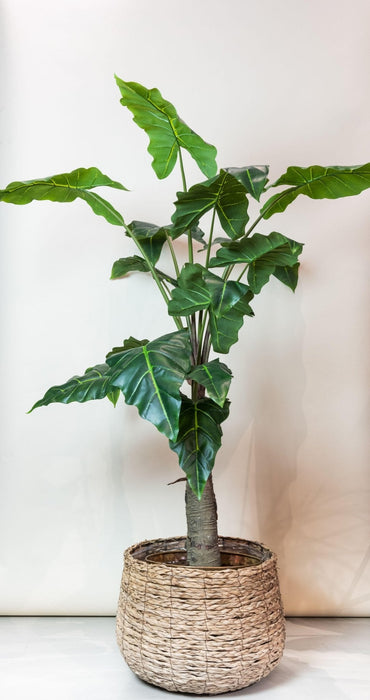 Alocasia Kunstig Plante - H150Cm, Ø12Cm