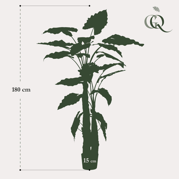 Alocasia Kunstig Plante - H180Cm, Ø15Cm