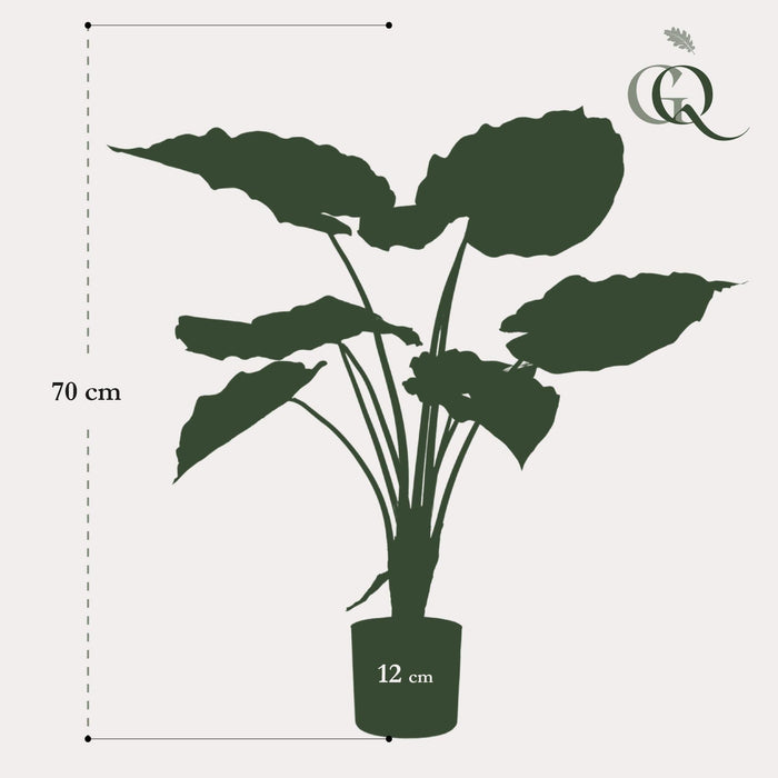 Alocasia Kunstig Plante - H70Cm, Ø12Cm