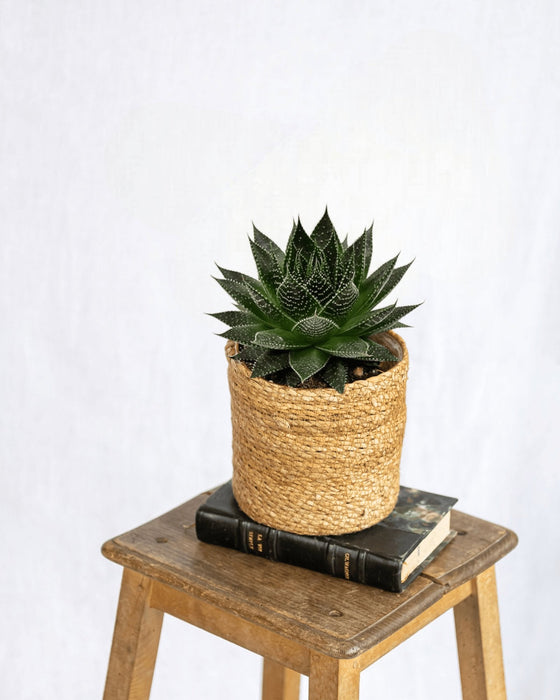 Aloe Ami H15Cm - Sukkulent