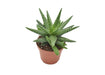 Aloe Kerio H15Cm -