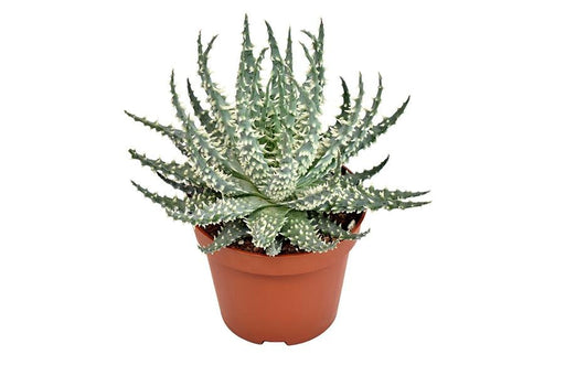 Aloe Mara H15Cm - Innendørs Sukkulentplante