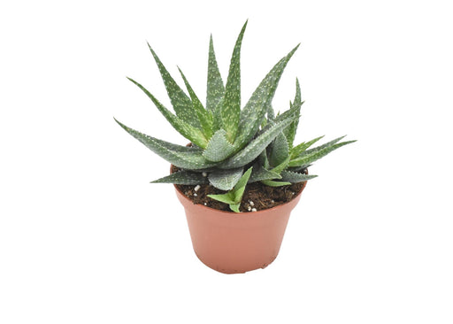 Aloe Migori H15Cm - Mini Innendørs Sukkulentplante