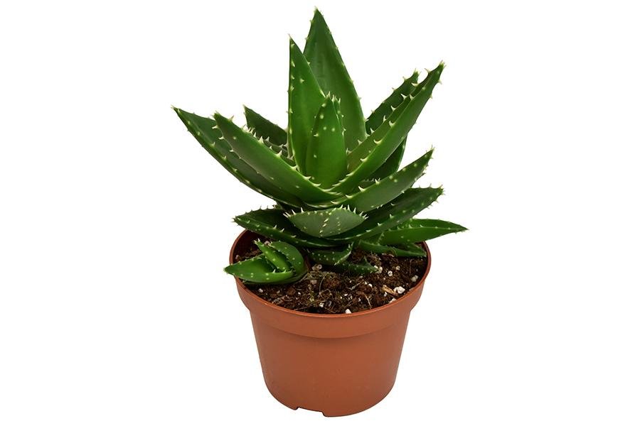 Aloe Mitriformis H20.0Cm