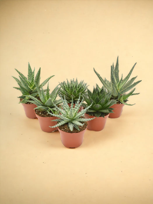 Aloe Mix - 6 Stuks - Ø10,5Cm - ↕14Cm