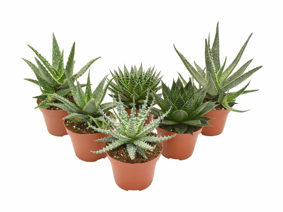 Aloe Mix - 6 Stuks - Ø10,5Cm - ↕14Cm