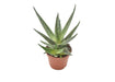 Aloe Riana H15,0Cm