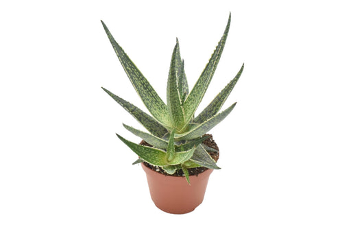 Aloe Riana H15,0Cm