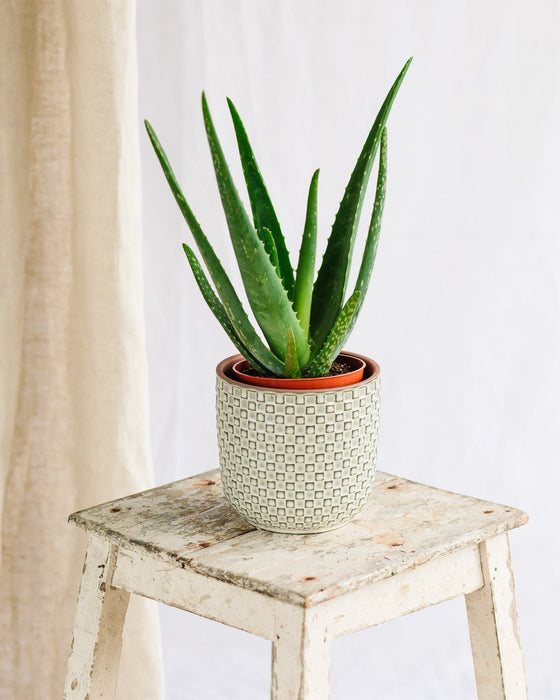 Aloe Vera Barbadensis