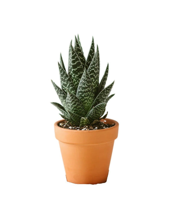 Aloe Tikki