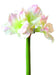 Kunstig Amaryllis 3 Blomster Hvit 70Cm