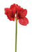 Rød Kunstig Amaryllis Med Stengel 60 Cm