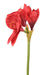 Rød Kunstig Amaryllis Med Stengel 60 Cm