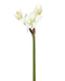 Kunstig Tropisk Amaryllis 1F 2B 60Cm