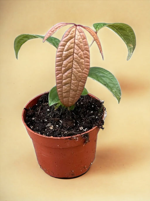 Anthurium Arisaemoides