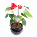 Kunstig Anthurium Rød 45 Cm Innendørs Plante