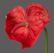 Kunstig Anthurium Rød Stilk 66 Cm Blomsterdekorasjon