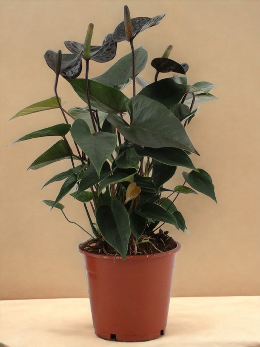 Anthurium Black Love