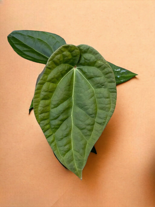 Anthurium Crystallinum X Luxurians