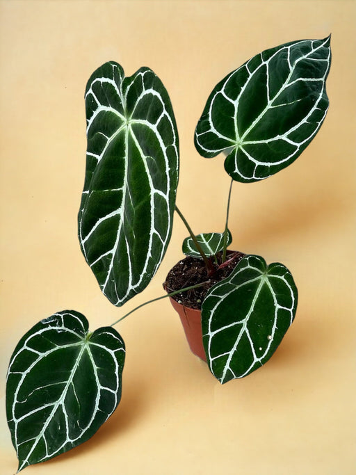 Anthurium Krystallinium