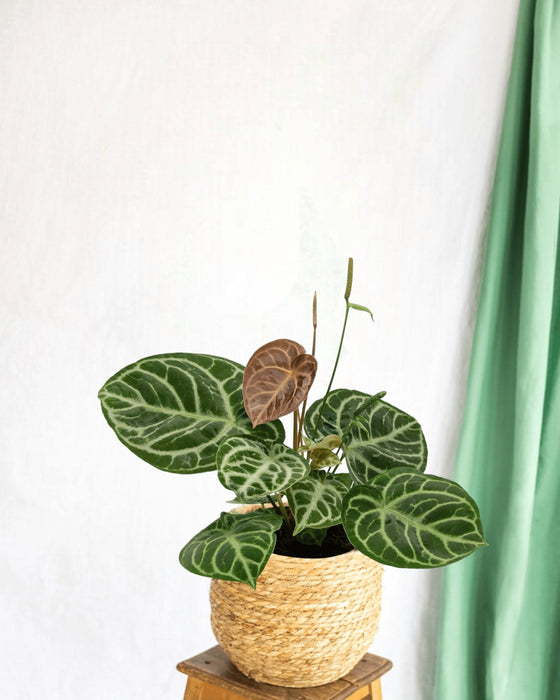 Anthurium Crystallium Hybrid Compact