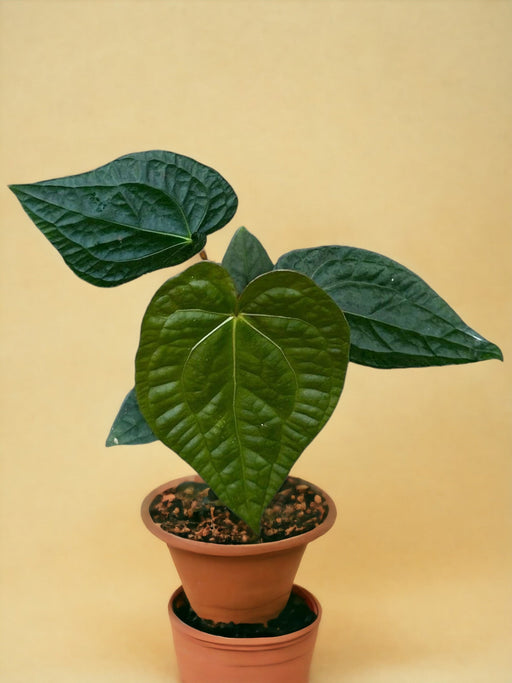 Anthurium Magnificum X Luxurians