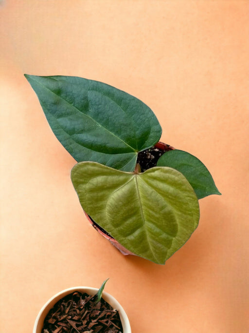 Anthurium Nigrolaminum Gigi X Forgetii