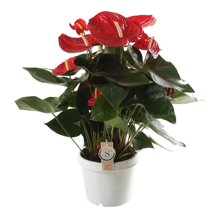 Anthurium 'Red Champion'