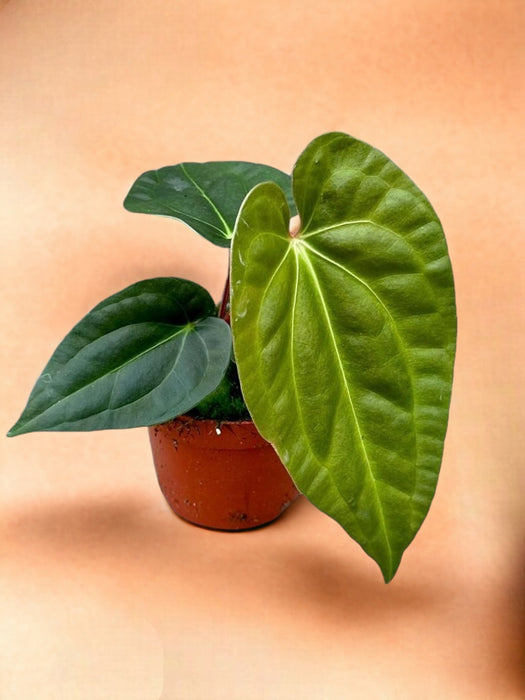 Anthurium Regale