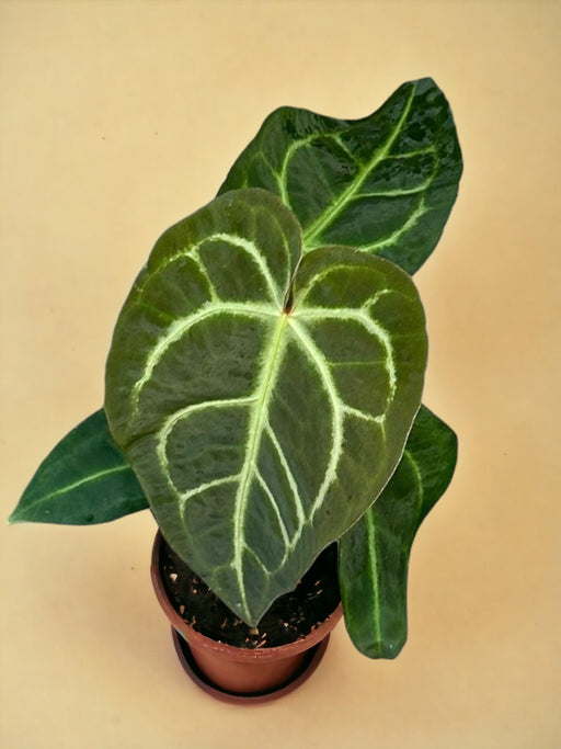 Anthurium Regale