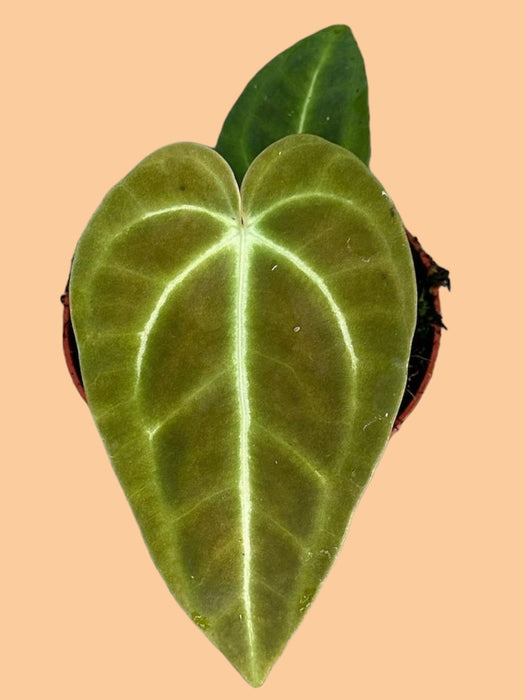 Anthurium Regale