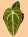 Anthurium Regale