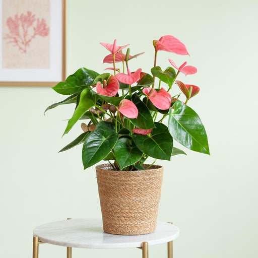 Rosa Anthurium Og Potten