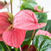 Rosa Anthurium Og Potten