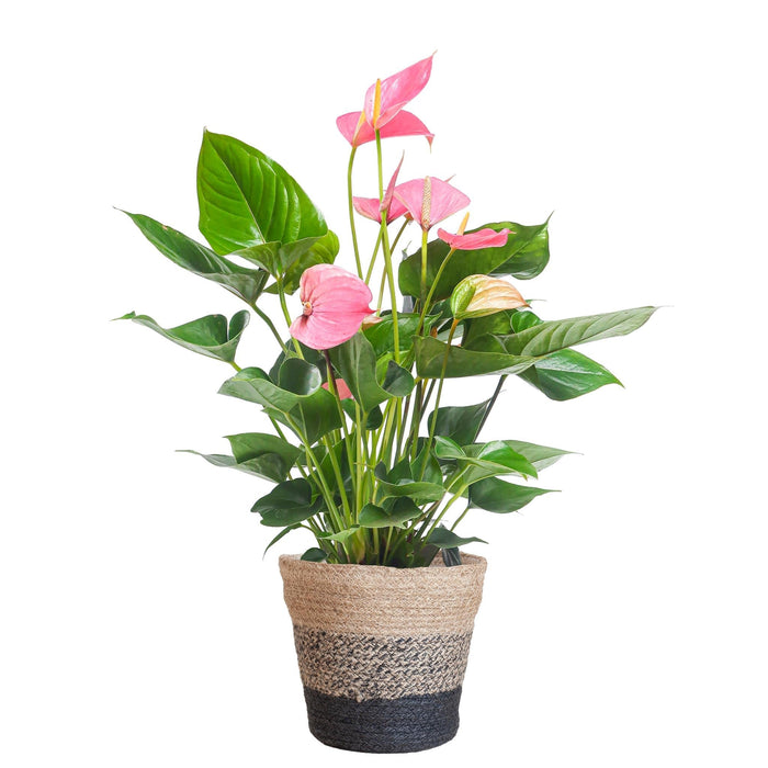 Rosa Anthurium Og Potten