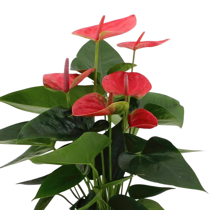 Rød Anthurium Og Kremkrukken