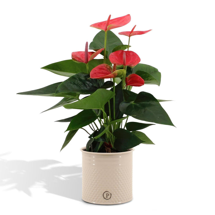 Rød Anthurium Og Kremkrukken