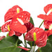 Anthurium Rød H55Cm