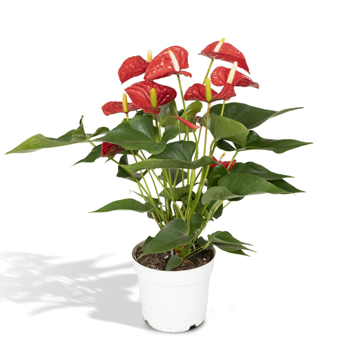 Anthurium Rød H55Cm