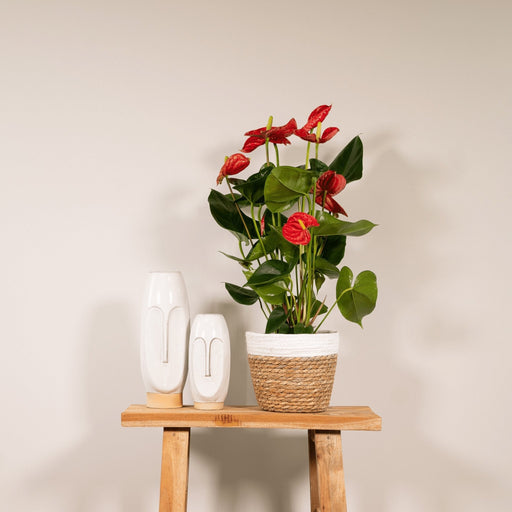 Anthurium Rød H55Cm