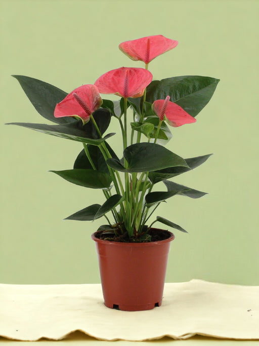 Rød Anthurium - Drømmeren