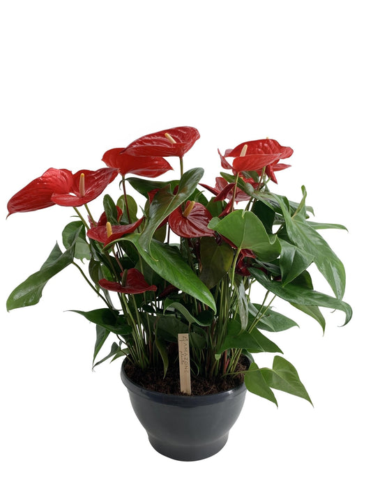 Anthurium 'Schaal Nevada'