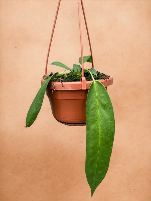 Anthurium Wendlingeri