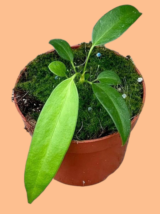 Anthurium Wendlingeri