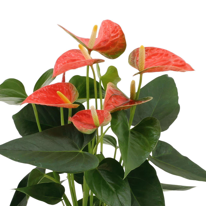 Anthurium Andreanum Prince Of Orange Inkl. Ren Sink - 45Cm - Ø12